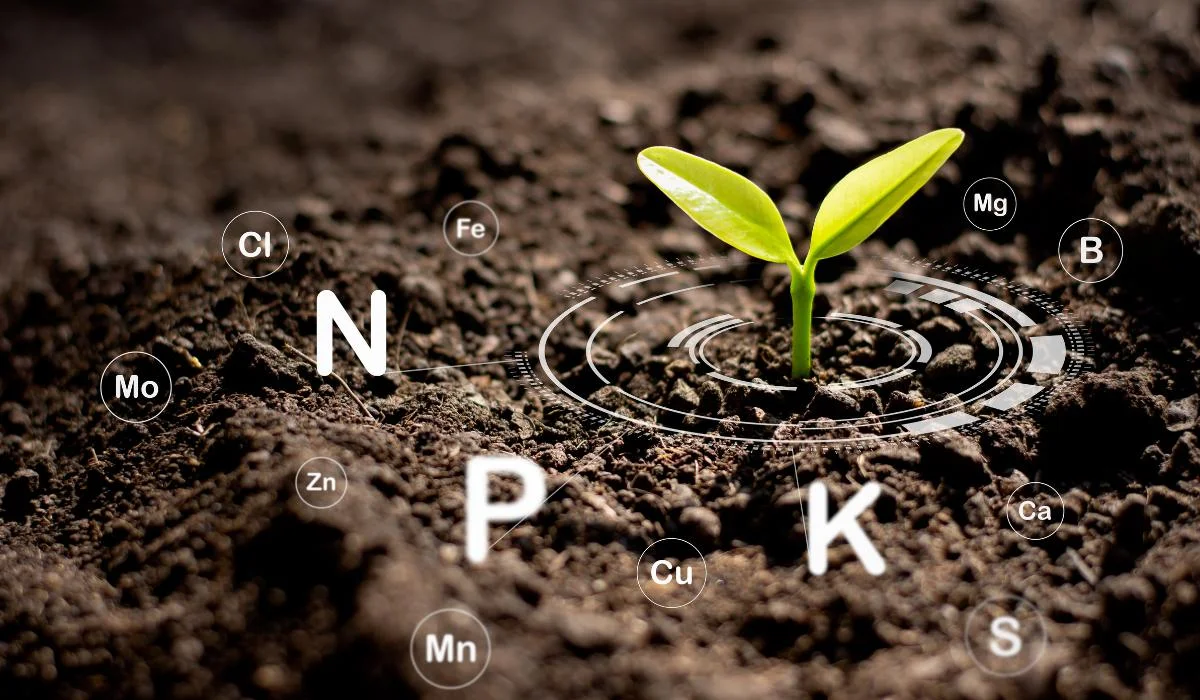 Macronutrients: The Building Blocks of Plant Growth